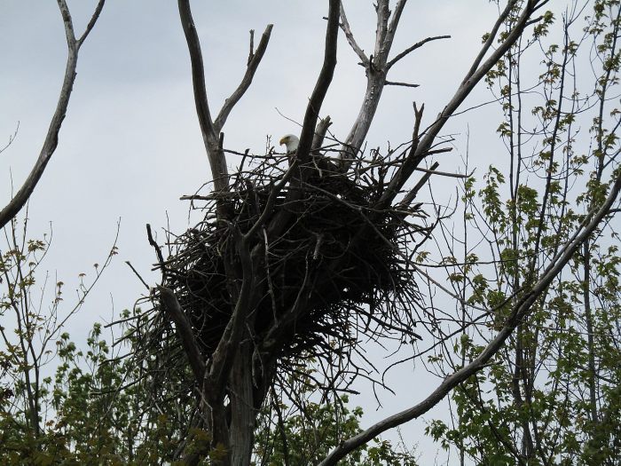 Eagle nest