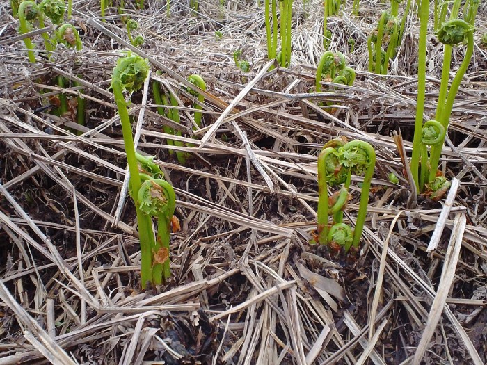 Fiddleheads 2