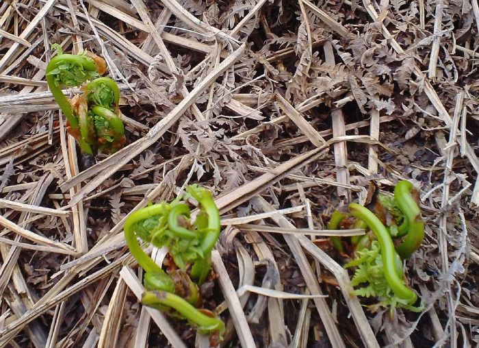 Fiddleheads