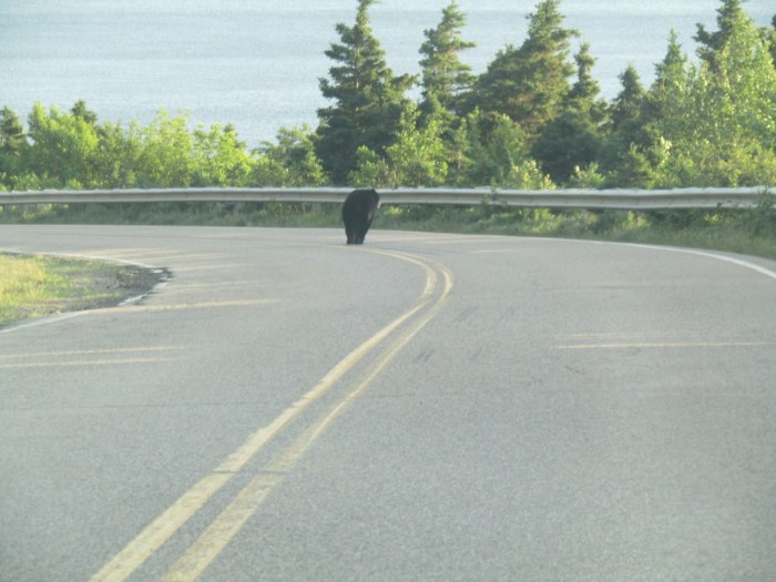 Black-Bear-Crossing-Road