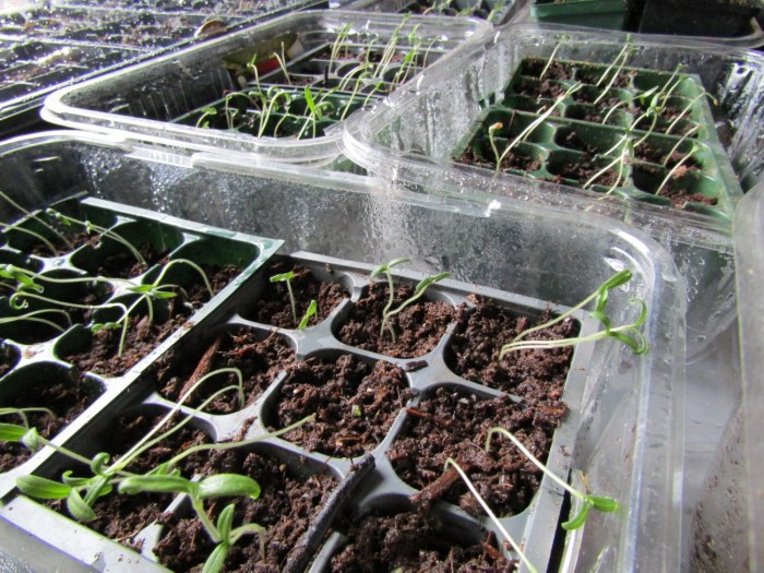 Seedlings