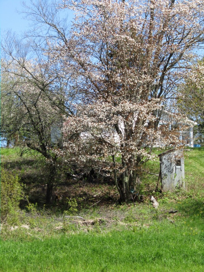 Outhouse-and-cherry-blossoms